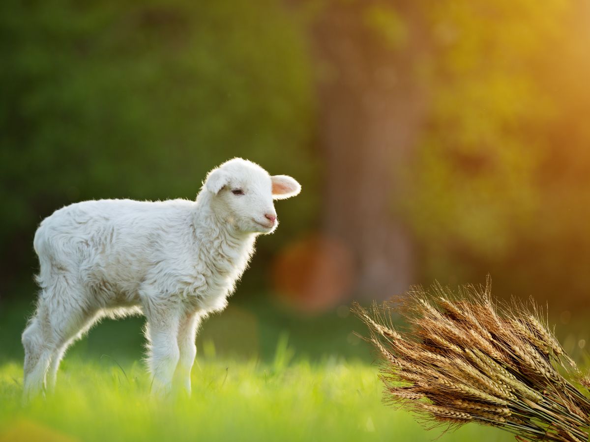 The Spring Feasts - What Do They Symbolize?